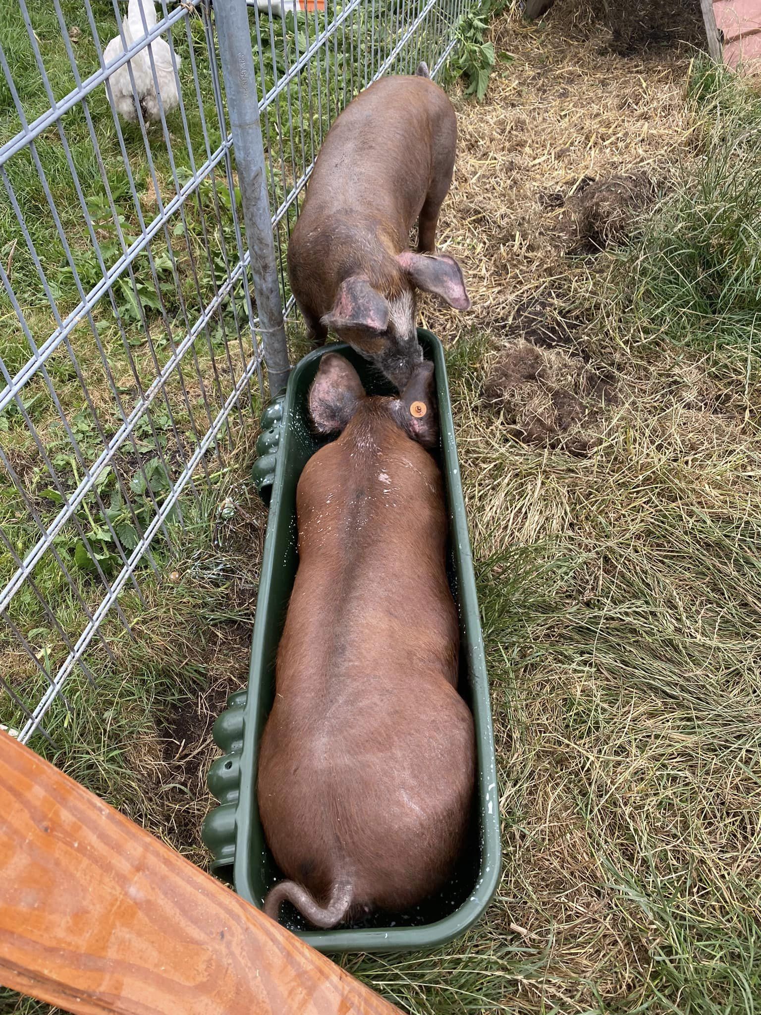 passt gerade noch in trog